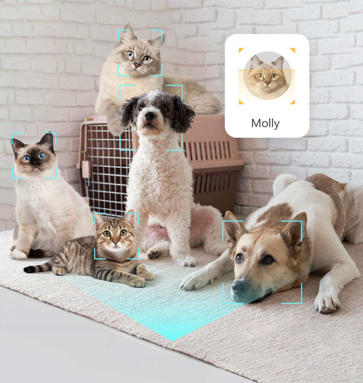 Cats and dogs individually identified by the camera, with a pet profile for Molly
