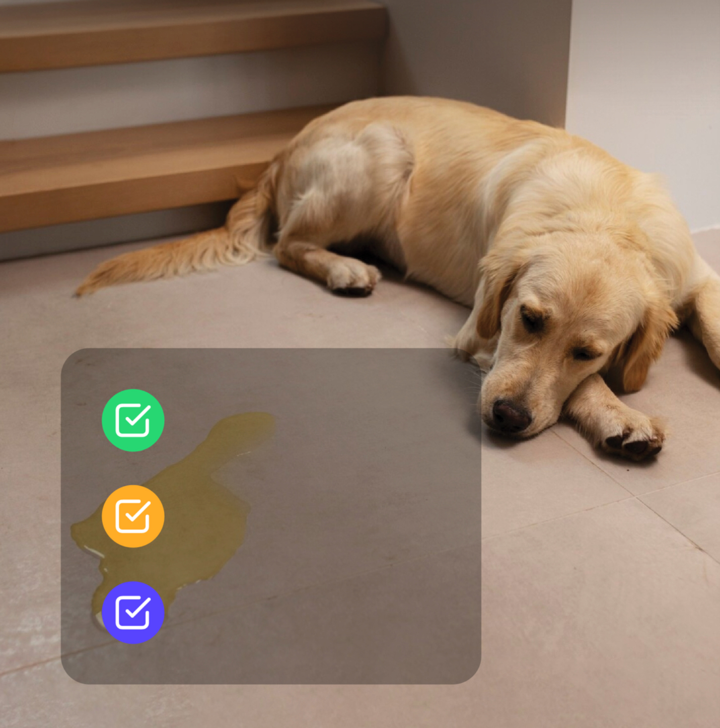 Golden retriever resting, with abnormal, highlight and routine behavior categories