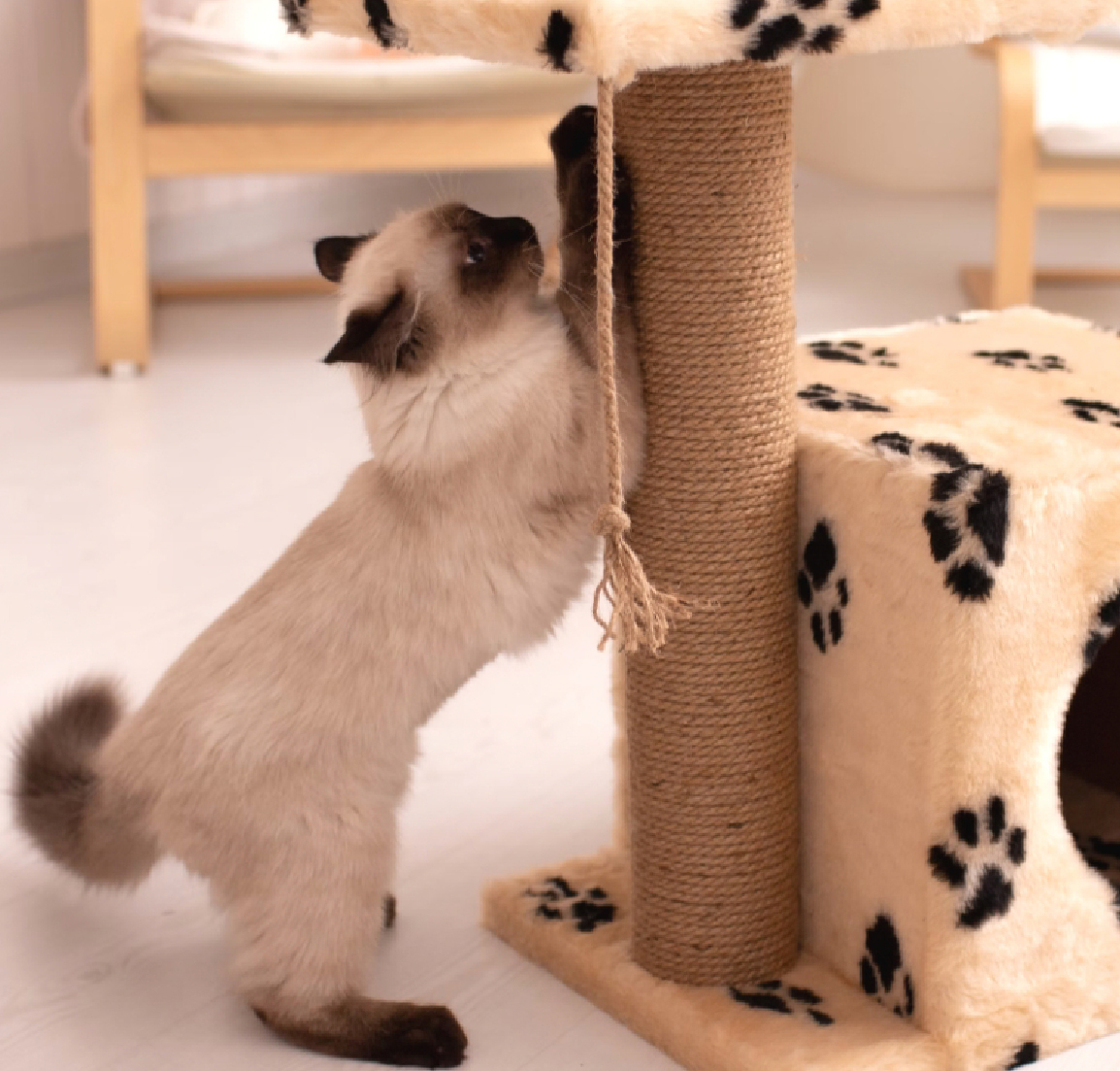 A cat stretching up a scratching post