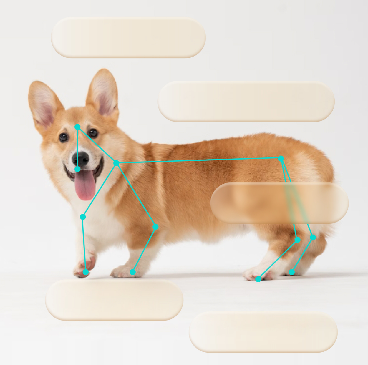 Corgi with tracking points and labels for behavior analysis, multi-pet recognition, daily statistics, real-time alert and memories album