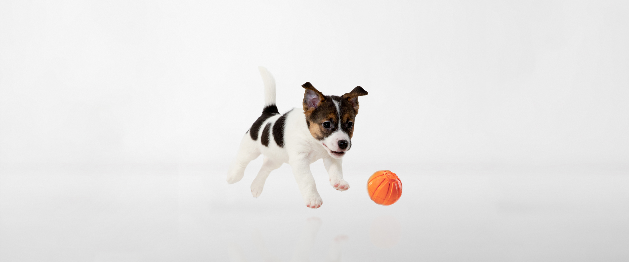 Happy puppy playing with an orange ball