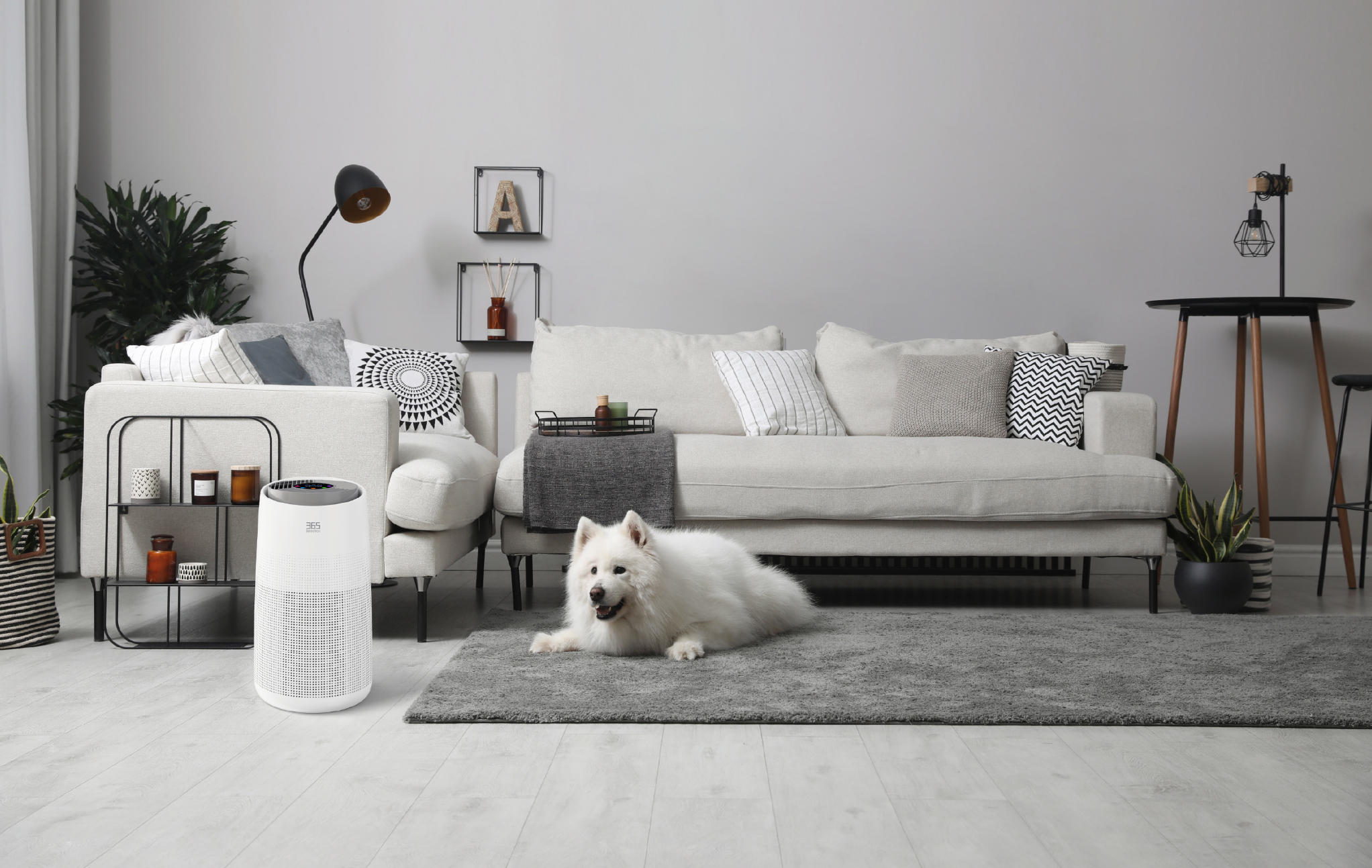 Air purifier beside a sofa and a pet dog